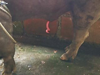 Was Shaking With Full On Passion Moaning Loudly.