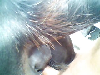 Mares Are My Favorite