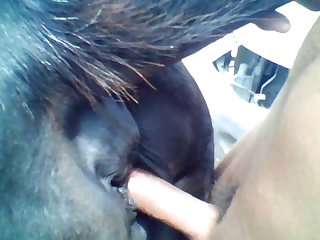 Mares Are My Favorite