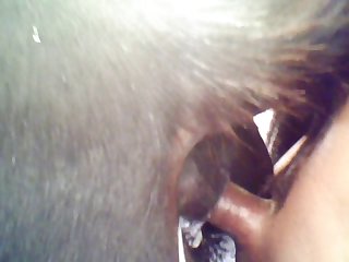 Equine From With little 1