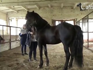 Animal Fuck Women Porn