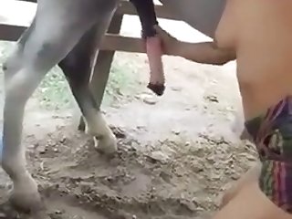Gay Zooid Porn Buffoon