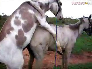 Coarse Porn Bideos