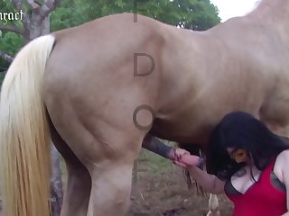 Sexo Zoofilia Com Cavalos