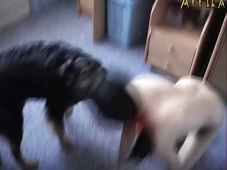 Xxx Dog Have sexual intercourse Gay
