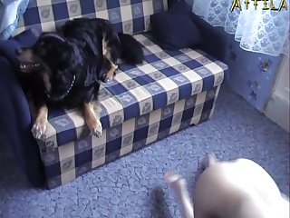 Xxx Dog Have sexual intercourse Gay