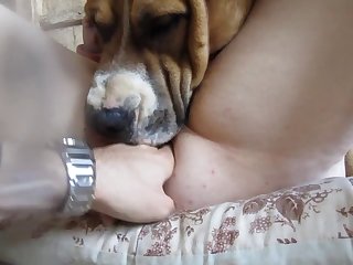 Have sexual intercourse My Cosset Dog