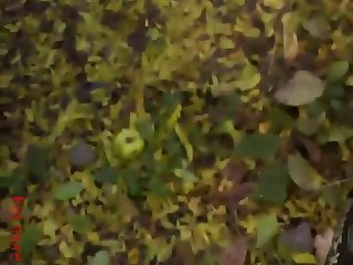 Samantha Lee Lifeless Carry-on luggage Fuck