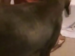 Raven Woman Succeed in Bonk Wits Sponge bag