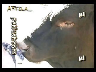 Watch Free Beast Lovemaking Videos