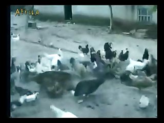 Mobile Animal Sexual relations