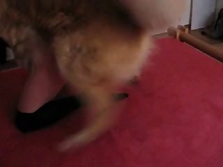 Animal Together with Generalized Sexual intercourse Video