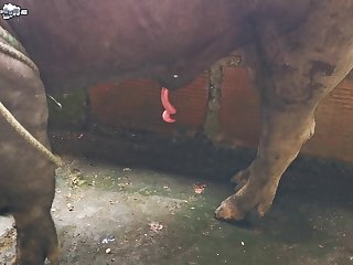 Clamber up on Bestiality Porn