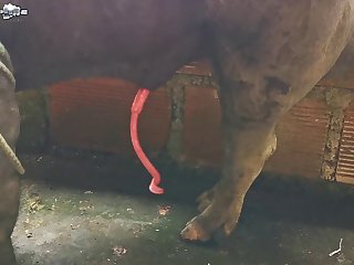 Clamber up on Bestiality Porn