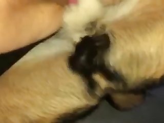 Panda Tiergarten Porn