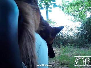 A Wolf A Very Large Wolf